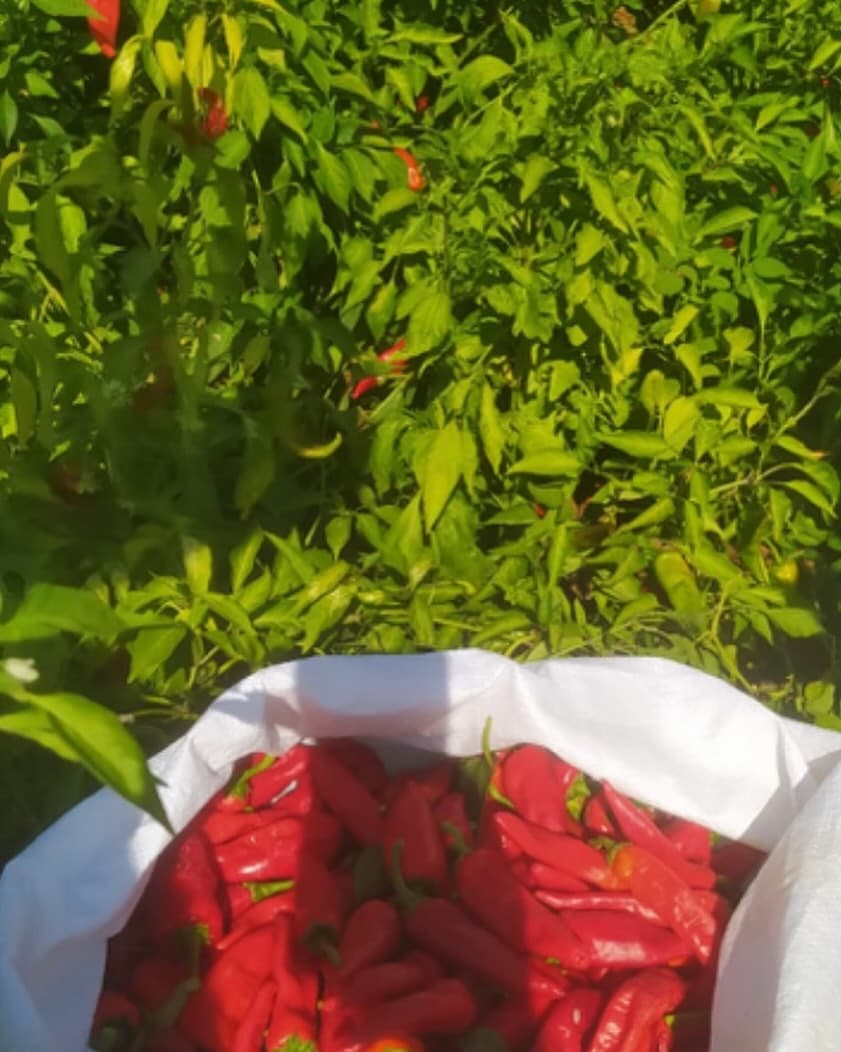 Hatay'da biber hasadı yapılan tarla